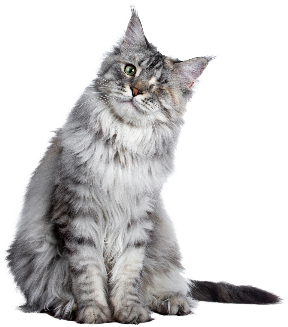 One Eyed Main Coon Cat Cutout
